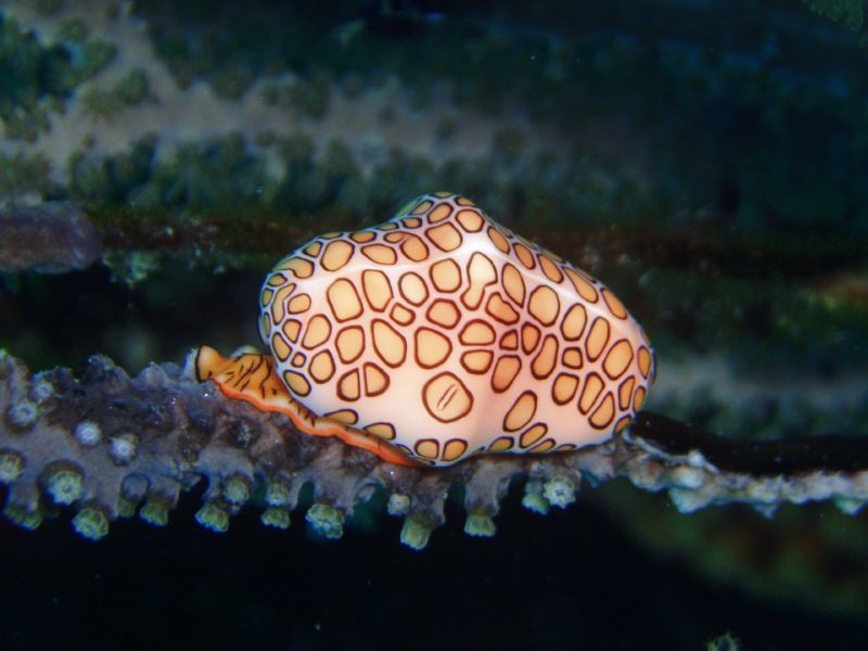 flamingo tongue1